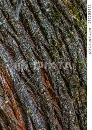 Detailed close-up view of textured tree bark showcasing natural patterns and colors during daytime in a forest 132205421