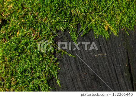 Close-up view of vibrant green moss growing on weathered dark wood in a natural forest setting during daytime 132205440