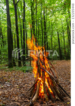 Campfire crackling in a lush green forest surrounded by towering trees during a tranquil evening setting 132205448