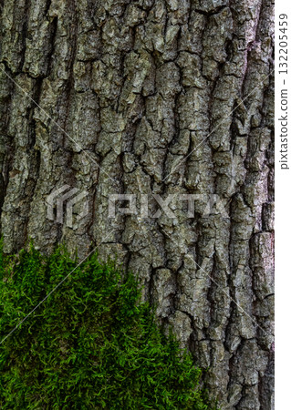 Close up view of textured tree bark with vibrant green moss growing at its base in a forest during the daytime 132205459