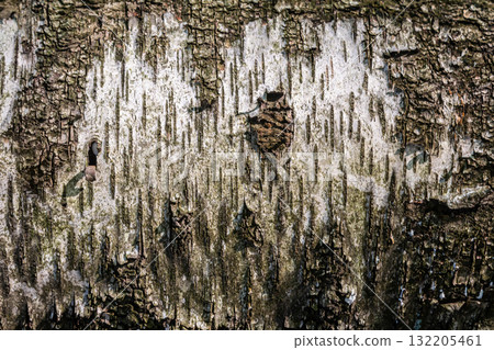 Textured tree bark shows natural patterns and colors at bright sunlight in a tranquil forest setting during the late afternoon 132205461
