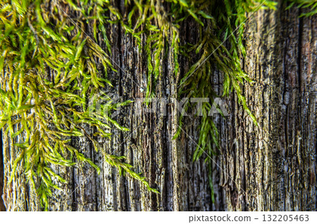 Close-up view of vibrant green moss growing on weathered wood in a natural environment during daylight Close-up view of vibrant green moss growing on weathered wood in a natural environment during daylight 132205463