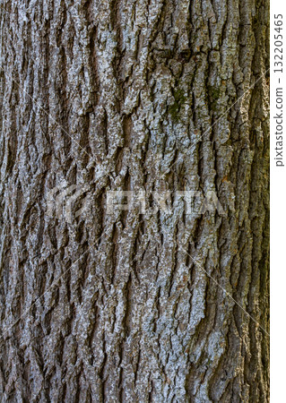 Textured bark of an old tree showcasing intricate patterns in a forest during a sunny afternoon 132205465