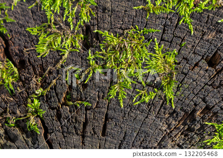 Green moss and small plants growing on a weathered tree stump in a natural setting during daylight showcasing nature's resilience and beauty 132205468
