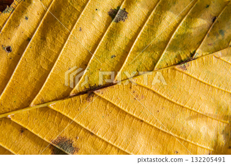 Close-up view of a vibrant yellow leaf showing intricate veins and texture during autumn in a natural setting highlighting seasonal change and beauty Close-up view of a vibrant yellow leaf showing intricate veins and texture during autumn in a natural setting highlighting seasonal change and beauty 132205491
