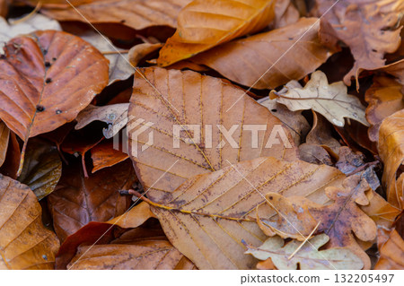 Fallen autumn leaves create a rich tapestry on the forest floor during a calm afternoon in a tranquil woodland Fallen autumn leaves create a rich tapestry on the forest floor during a calm afternoon in a tranquil woodland 132205497