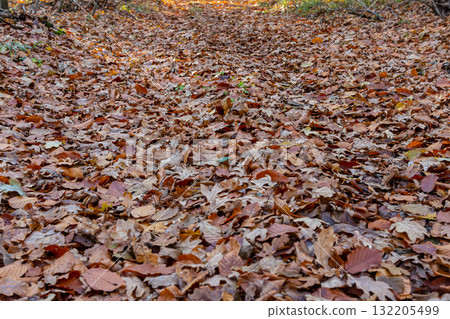 Autumn pathway covered in vibrant fallen leaves near a forest during the golden hour of late afternoon 132205499
