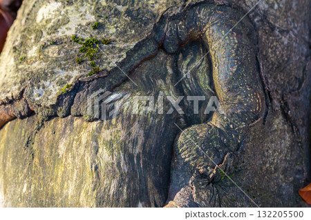 Detailed texture of an ancient tree bark revealing unique patterns and colors showcasing nature's artistry photographed during daylight hours in a forest Detailed texture of an ancient tree bark revealing unique patterns and colors showcasing nature's artistry photographed during daylight hours in a forest 132205500