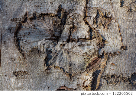 Tree bark displaying intricate textures and patterns in a forest during daylight hours Tree bark displaying intricate textures and patterns in a forest during daylight hours 132205502