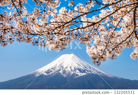 Mountain Fuji and sakura cherry blossom in Japan spring season Mountain Fuji and sakura cherry blossom in Japan spring season 132205531