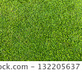 Green grass texture background, grass garden concept used for making green background football pitch, Grass Golf, green lawn pattern textured 132205637