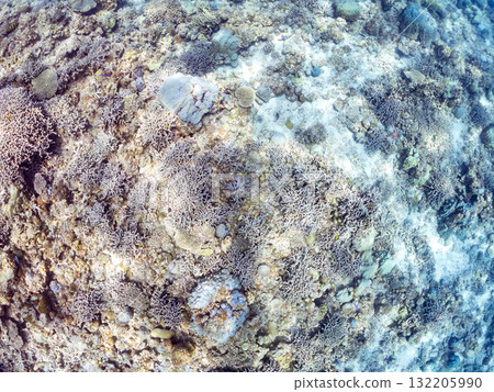 Schools of rabbitfish, blue-spotted damselfish, and other fish. Beautiful coral reefs and schools of tropical fish. Zamami Island and Amuro Island, Kerama Islands, Shimajiri District 132205990