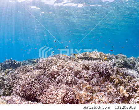 Schools of rabbitfish, blue-spotted damselfish, and other fish. Beautiful coral reefs and schools of tropical fish. Zamami Island and Amuro Island, Kerama Islands, Shimajiri District 132205992