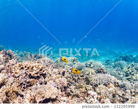 Schools of rabbitfish, blue-spotted damselfish, and other fish. Beautiful coral reefs and schools of tropical fish. Zamami Island and Amuro Island, Kerama Islands, Shimajiri District Schools of rabbitfish, blue-spotted damselfish, and other fish. Beautiful coral reefs and schools of tropical fish. Zamami Island and Amuro Island, Kerama Islands, Shimajiri District 132205999