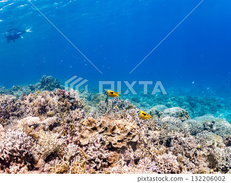 Schools of rabbitfish, blue-spotted damselfish, and other fish. Beautiful coral reefs and schools of tropical fish. Zamami Island and Amuro Island, Kerama Islands, Shimajiri District 132206002