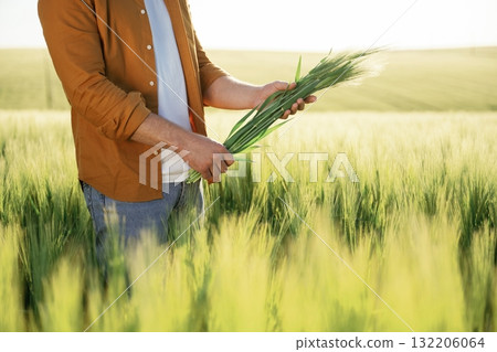 Wheat in hands. Close up view of man that is on the agricultural field at daytime 132206064
