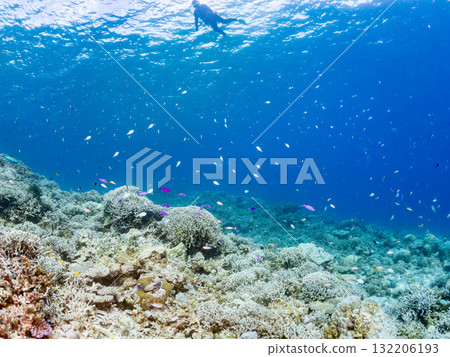 一群小花鯽、藍雀鯛和其他魚類。美麗的珊瑚礁和熱帶魚群。沖繩縣島尻郡慶良間諸島座間味島和阿室島 132206193