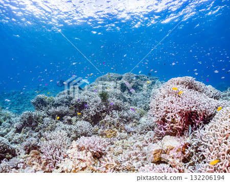 一群小花鯽、藍雀鯛和其他魚類。美麗的珊瑚礁和熱帶魚群。沖繩縣島尻郡慶良間諸島座間味島和阿室島 一群小花鯽、藍雀鯛和其他魚類。美麗的珊瑚礁和熱帶魚群。沖繩縣島尻郡慶良間諸島座間味島和阿室島 132206194