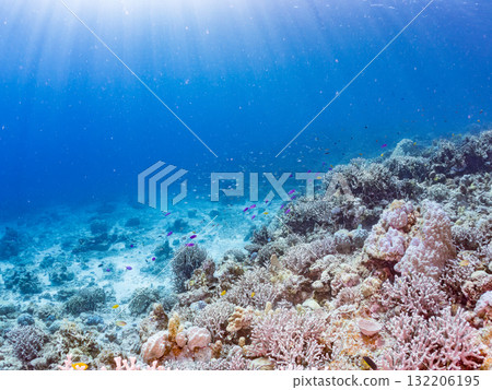 一群小花鯽、藍雀鯛和其他魚類。美麗的珊瑚礁和熱帶魚群。沖繩縣島尻郡慶良間諸島座間味島和阿室島 一群小花鯽、藍雀鯛和其他魚類。美麗的珊瑚礁和熱帶魚群。沖繩縣島尻郡慶良間諸島座間味島和阿室島 132206195