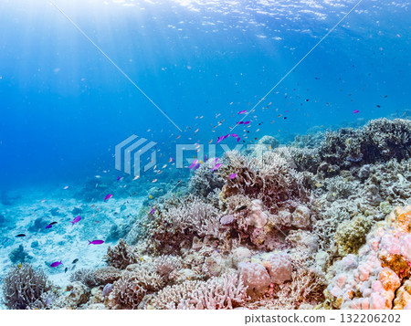 一群小花鯽、藍雀鯛和其他魚類。美麗的珊瑚礁和熱帶魚群。沖繩縣島尻郡慶良間諸島座間味島和阿室島 132206202