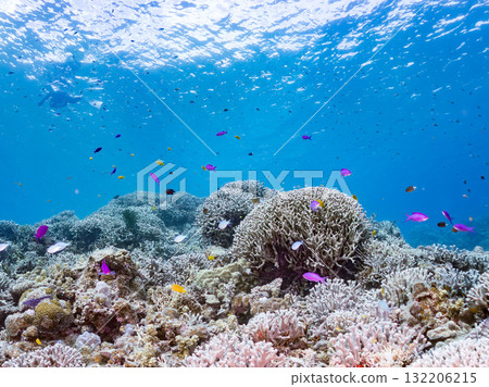 A school of Anthias carp, Blue Damselfish, and other fish. Beautiful coral reefs and schools of tropical fish. Zamami Island and Amuro Island, Kerama Islands, Shimajiri District, Okinawa Prefecture 132206215