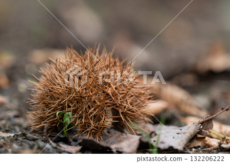 Igagri倒在了地上 Igagri倒在了地上 132206222