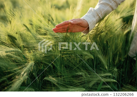 Woman in white is on the agricultural wheat field Woman in white is on the agricultural wheat field 132206266