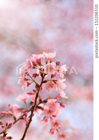 Phaya suae flower 132206310