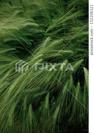 Close up view of growing green wheat on agricultural field 132206321