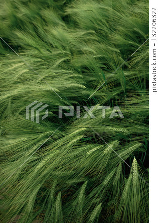 Raw product. Close up view of growing green wheat on agricultural field Raw product. Close up view of growing green wheat on agricultural field 132206322
