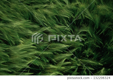 Raw product. Close up view of growing green wheat on agricultural field Raw product. Close up view of growing green wheat on agricultural field 132206324