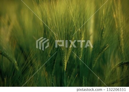 Focused close up view of growing green wheat on agricultural field Focused close up view of growing green wheat on agricultural field 132206331