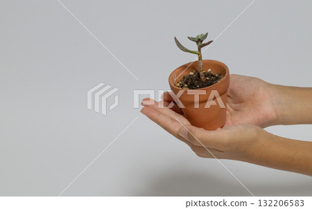 A hand holding a pot of succulents as if offering it A hand holding a pot of succulents as if offering it 132206583