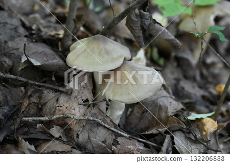 Kusaura benitake 132206888