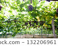 grapes on the trellis 132206961