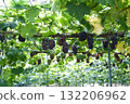 grapes on the trellis 132206962