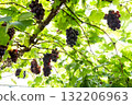 grapes on the trellis 132206963