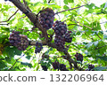 grapes on the trellis 132206964