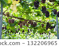 grapes on the trellis 132206965