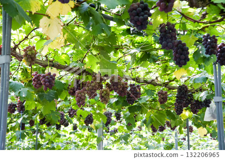 grapes on the trellis grapes on the trellis 132206965