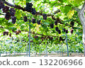 grapes on the trellis 132206966