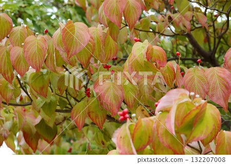 秋天的到來 132207008