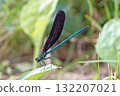 Male dragonfly. 132207021