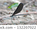 Female dragonfly. 132207022