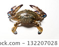 Photo of a blue crab taken on a white background 132207028