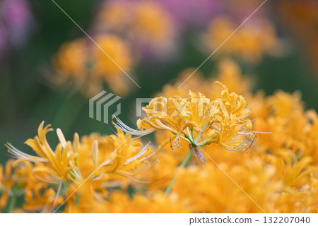 Yellow colored flower 132207040