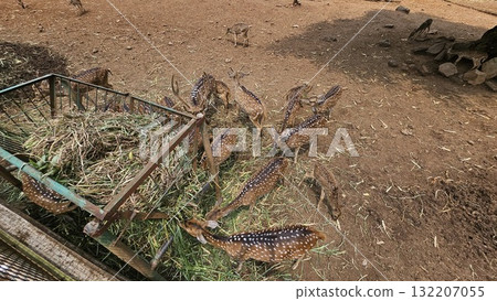 An overhead view captures a large group of spotted Axis deer or Chital fawns and adults crowding around a rusty metal feeder to eat fresh green grass. 132207055