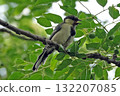 A tit singing on a tree branch. 132207085