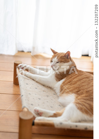 Cat lying down and relaxing Brown tabby and white 132207209