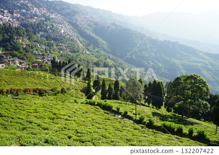 Sunlit terraced tea plantation with hillside town and forested mountain backdrop of Darjeeling 132207422